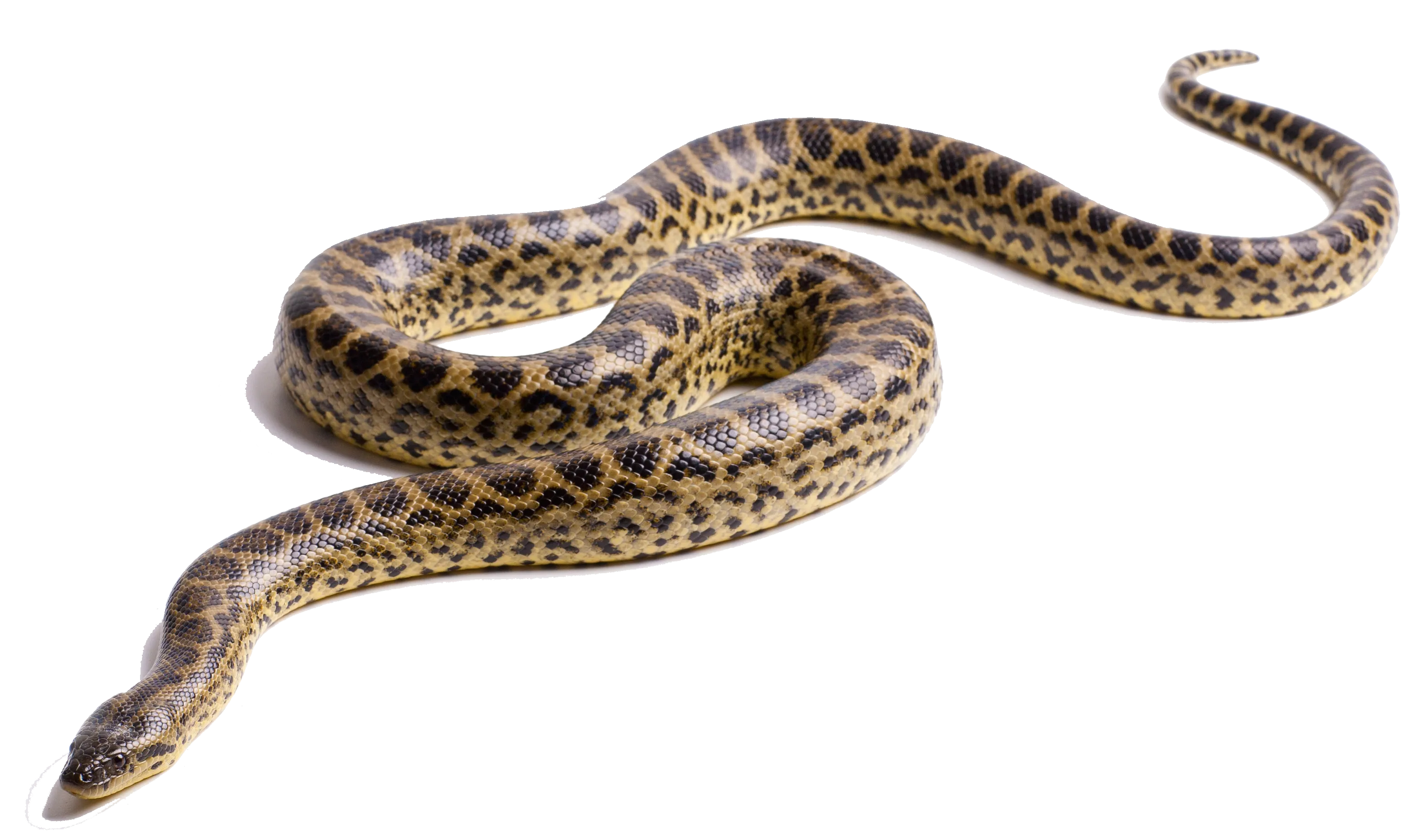 anaconda black and white, monochrome art, bold contrast png